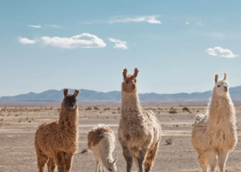 Llama poop helped save the soil left behind by glacial melt: Study