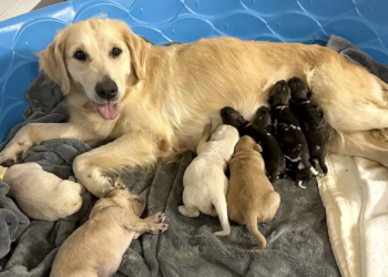 Indiana zoo’s Golden Retriever raises endangered African wild pups as her own