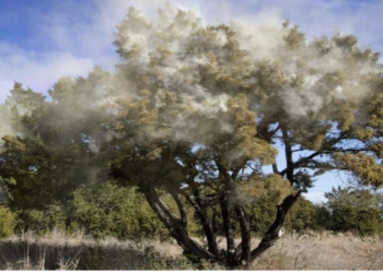 Cedar fever season: The Texan tree behind sneezing fits and watery eyes