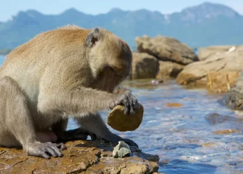 Monkeys in Thailand started using stone tools when COVID-19 stopped tourism