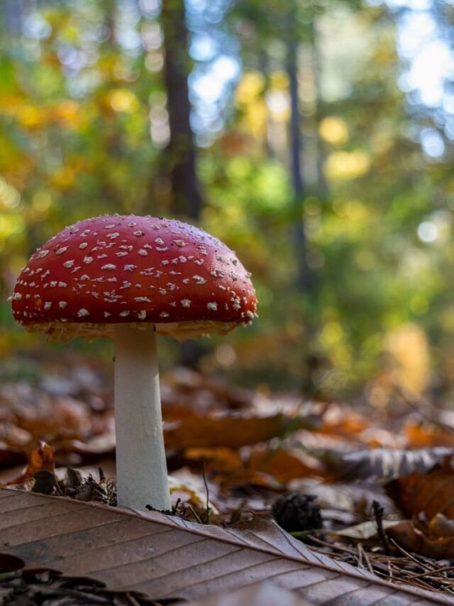 Mushrooms for anxiety A studybased analysis