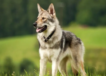 Family’s pet “Wolf-Hybrid” kills 3-month-old in Alabama