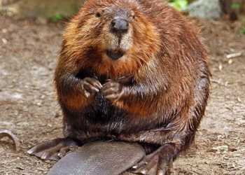 Study reveals Beavers were on food menu for early humans