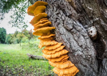 Oldest disease causing fungus discovered by natural history museum