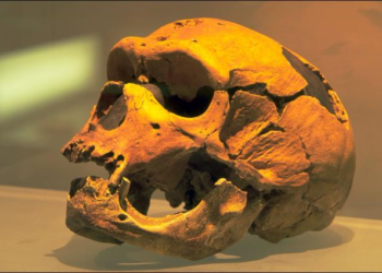 Morning person? Neanderthal genes may influence your sleep patterns