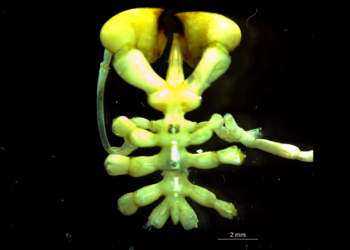 New sea spider species that breathe through legs, have boxing glove claws found in Antarctica
