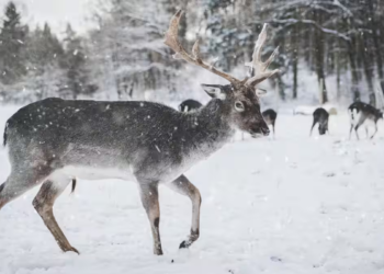 Reindeer’s incredible multitasking: They can chew and sleep at the same time: Study