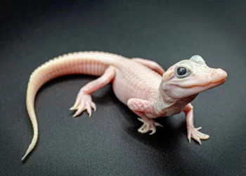 Incredible! rare white alligator born in Florida; only 8 in the world, says Gatorland