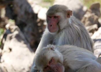 Controversial experiment: Scientists implant bizarre brain chip in monkeys to suppress risk-taking
