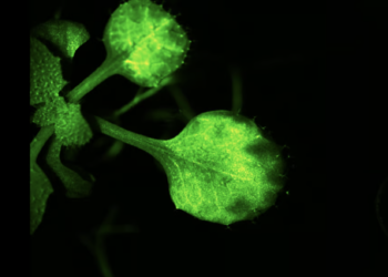 Incredible video: Groundbreaking study captures plant ‘talking’ to neighboring plants on camera