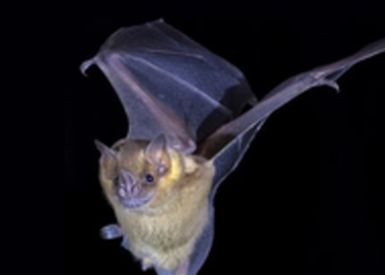 Thailand reports discovery of new bat virus capable of infecting humans