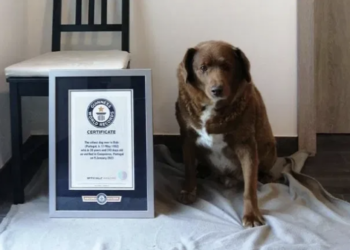 ‘World’s Oldest Dog’ title suspended by Guinness World Records amid investigation