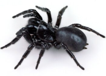 The largest male specimen of the most venomous spider, named “Hercules,” discovered in Sydney