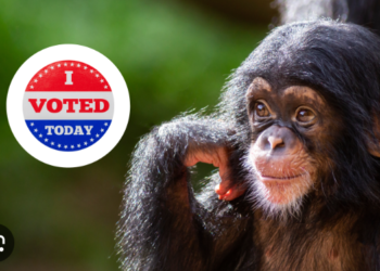 Do animals qualify to vote? A Professor in the US says “Maybe it’s time”