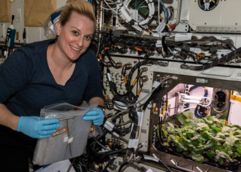 Space greens at risk: Study reveals infection challenges for astronaut salads in microgravity