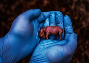 World’s first IVF rhino pregnancy brings hope for Rhino species survival