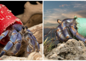 Hermit crabs adapt, using human plastic waste as protective armor