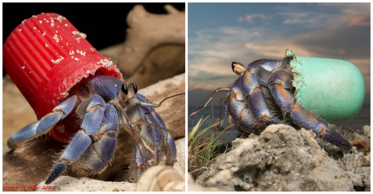 Hermit crabs adapt, using human plastic waste as protective armor BreezyScroll