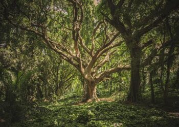 US: World’s oldest forest, as old as 385 million years old, discovered