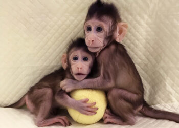 Cloned rhesus monkey lives to adulthood for first time