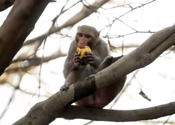 US: Locals outraged by a firm’s plan to create a city of 30,000 monkeys for medical research