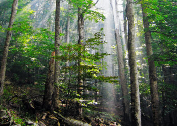 ‘Absolutely unique’ 350-million-year-old ‘alien’ tree discovered in Canada