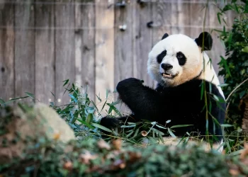 China to resume ‘Panda Diplomacy’ with US and Europe