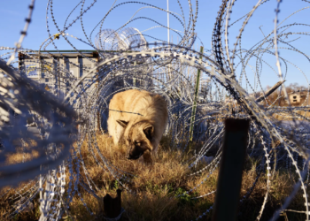 Heartbreaking trend: Migrant owners are leaving pet dogs stranded at US-Mexico border