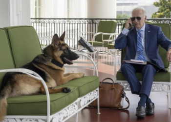 Biden’s dog Commander bit Secret Service agents at least 24 times: Report