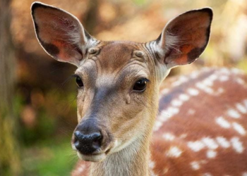 Zombie deer disease is spreading, might jump to humans, experts warn