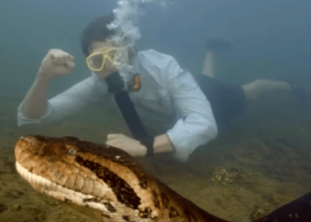 Biggest snake species discovered in the heart of the Amazon rainforest