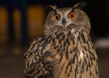 Farewell to Flaco: New York City mourns the loss of its cherished owl