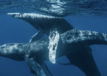 Scientific breakthrough: First-ever gay sexual encounter observed in humpback whales