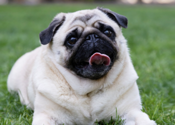 A new study finds that dogs can understand noun meanings