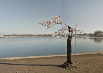 Stumpy, along with over 100 iconic cherry trees in Washington, are being cut down – Here’s why