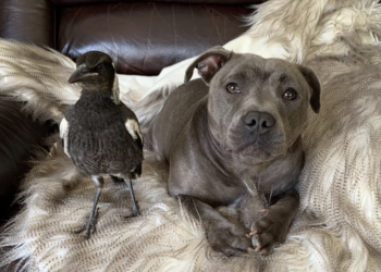 Peggy and Molly: Famous magpie adopted by Aussie couple taken away from family—Here’s why