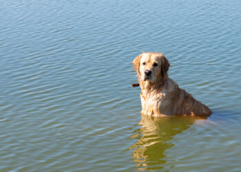 What is ‘liver fluke’, the dog-killing parasite found in California?