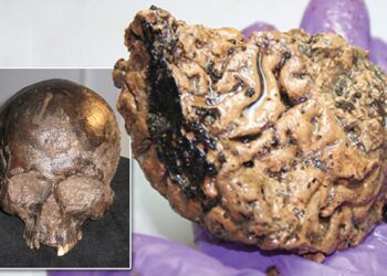 Researchers discover 12,000-year-old preserved human brains