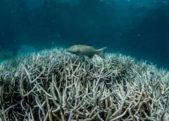 Great Barrier Reef faces another devastating coral bleaching event