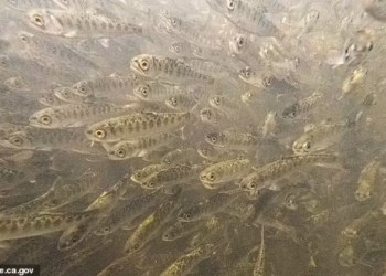 Mystery disease decimates 800,000 young Salmon in California release gone wrong