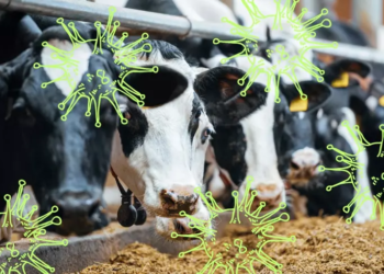 Bird flu detected in U.S. cows for the first time: Is it safe to drink milk?