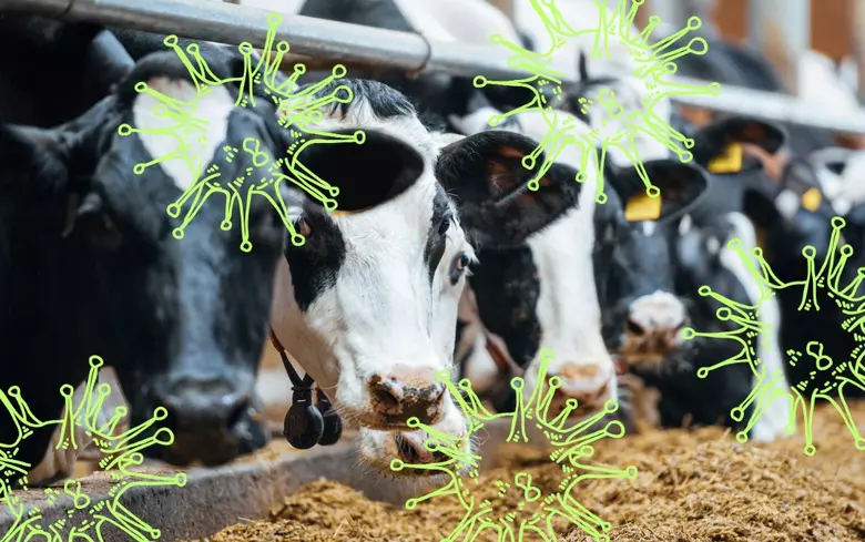 Bird flu detected in U.S. cows for the first time: Is it safe to drink ...