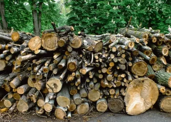 New Jersey man faces $1 million fine for cutting neighbor’s trees for a better view
