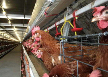 A rare human case of bird flu identified in Texas- Know the symptoms