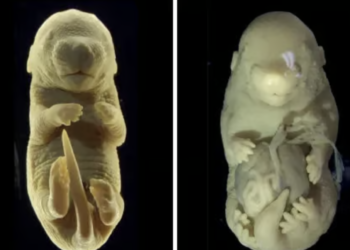 Scientists accidentally create a mouse embryo with 6 legs and no genitals 