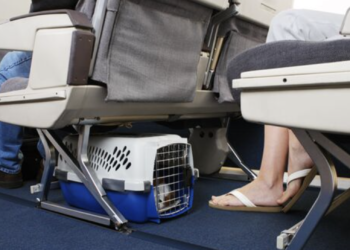 American Airlines is now allowing pets in carry-ons – All about the new pet policy