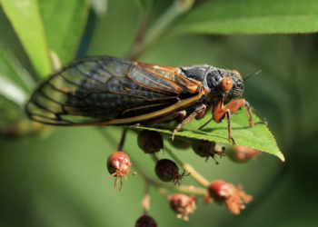 Trillions of cicadas to emerge from ground for the first time in 221 years in the US