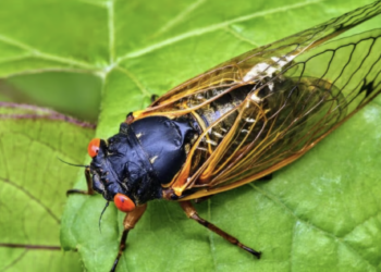 Hyper-sexual ‘zombie cicadas’ infected with sexually transmitted fungus expected to emerge this year: Experts