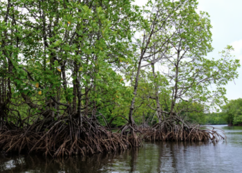 ‘700 distinct species’: Cambodian mangroves are home to a remarkable wildlife variety, study finds