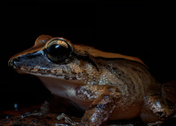 Scientists discover frog’s ultrasonic scream used as a defense mechanism